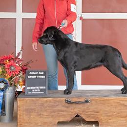 Labrador Retrievers from Buckley Labradors