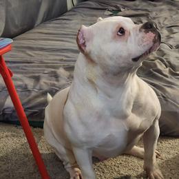 Domino - American Bully