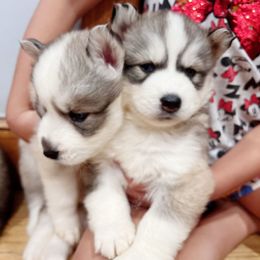 Siberian Husky Puppies from Ucanan Huskies