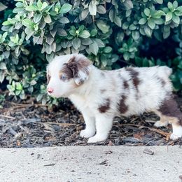 Dutton - Red merle Miniature Australian Shepherd puppy in Goldsboro, North Carolina from Maple Ridge Farm