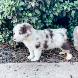 Dutton - Red merle Miniature Australian Shepherd puppy in Goldsboro, North Carolina from Maple Ridge Farm