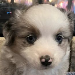 Miniature American Shepherds from Crocker Creek Ranch