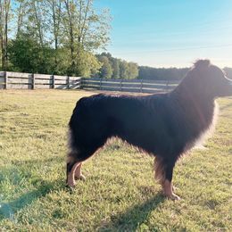 Bronc - Australian Shepherd