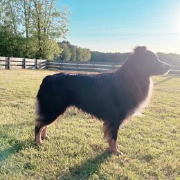 Bronc - Australian Shepherd