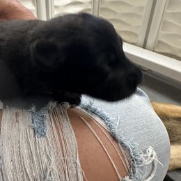 German Shepherd Puppies from Playmate Kennels and Stables