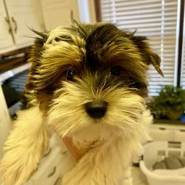 Biewer Terriers from Bama Biewers