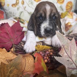 Girl 2 - Tan and white female Basset Hound puppy in Manteca, California from AKC Basset Hounds Puppy