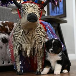 Watson - Black tri-color male Australian Shepherd puppy in Wichita Falls, Texas from Spotted Mule Aussies