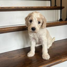 Sophia - Parti female Goldendoodle puppy in New Waverly, Texas from C.P. Puppy Buddies