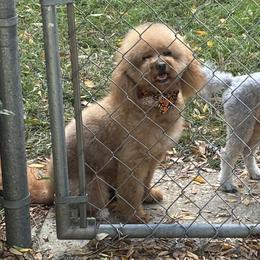 Hazel - Cavapoo