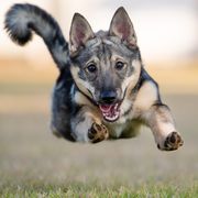 Ki - Swedish Vallhund