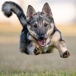 Ki - Swedish Vallhund