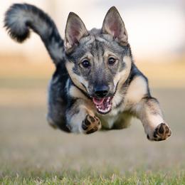 Ki - Swedish Vallhund