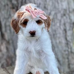 Gigi - Parti female Goldendoodle puppy in Murfreesboro, Tennessee from Cherry Lane Farm Doodles
