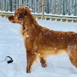 Golden Retrievers from Rifka Retrievers