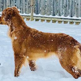 Golden Retrievers from Rifka Retrievers