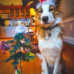 Border Collie Puppies from Lil Maine Border Collies