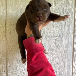 Girl 2 - Red and white female Siberian Husky puppy in Jonesborough, Tennessee from Dry Creek Siberians