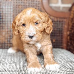 Williams - Caramel male Australian Labradoodle puppy in Decatur, Alabama from Southern Meadows Doodles