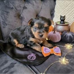 Little Girl Lavender - Black and tan female Yorkshire Terrier puppy in Hot Springs, Arkansas from Loving Laps (Yorkies raised right )