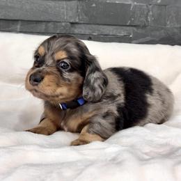 Fuzzy - Dapple male Dachshund puppy in Goodyear, Arizona from AZ Royal Doxies llc