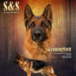 Remmy - German Shepherd