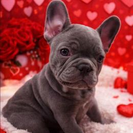 Bloosm - Blue female French Bulldog puppy in Windsor, Colorado from NOCO French Bulldogs