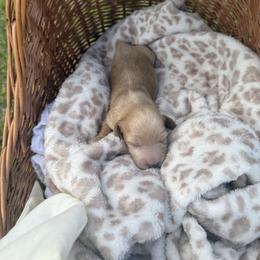 Cross - Red male Dachshund puppy in Pontotoc, Mississippi from Toddy Kennels