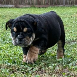 Sparky - Black tri-color male Bulldog puppy in Rockledge, Florida from BV Bulldogs