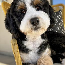 Kava - Bernedoodle