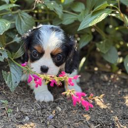 Sneezy - Tri-color male Cavalier King Charles Spaniel puppy in California from Tinkerpups