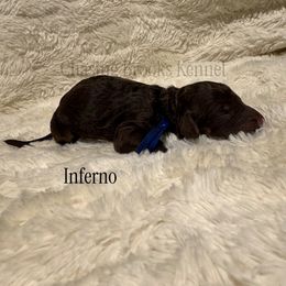 Inferno - Phantom male Poodle puppy in Troy, Alabama from Redmond Rose Kennel