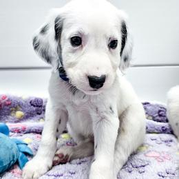 King Louie - White and black male Dalmatian puppy in Gray, Georgia from Fuller Spots