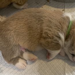 Boy 5 - Red Pembroke Welsh Corgi puppy in Anniston, Alabama from Southern Corgi