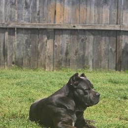Luna - Cane Corso