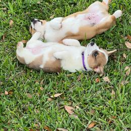 Girl 1 - Sable female Pembroke Welsh Corgi puppy in Ocala, Florida from Dolan Farms Corgis