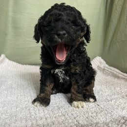 Poodle Puppies from Townsend Poodles