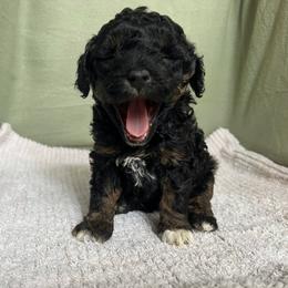 Poodle Puppies from Townsend Poodles
