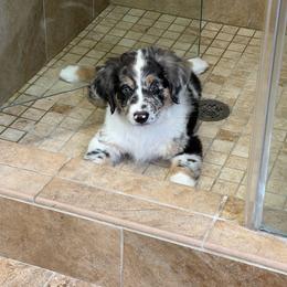 Orion - Blue merle male Australian Shepherd puppy in Friendswood, Texas from 3M Australian Sheperds