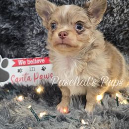 Cosmo - Merle male Chihuahua puppy in Bowdon, Georgia from Paschal's Pups