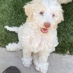 Australian Cobberdog Puppies from Mud Pies Australian Cobberdogs