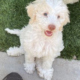 Australian Cobberdog Puppies from Mud Pies Australian Cobberdogs