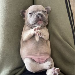 French Bulldog Puppies from Psycho Frenchies