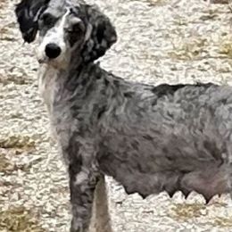 Oakley - Bernedoodle