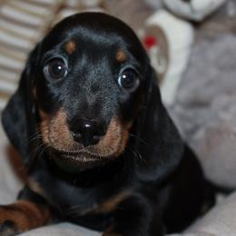 Boy 2 - Black and tan male Dachshund puppy in Craig, Colorado from Rocky Mountain Shih Tzus and Dry Creek Miniature Dachshunds