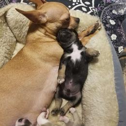 Peanut - Chihuahua