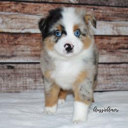 Miniature Australian Shepherd Puppies from Aussie Amor