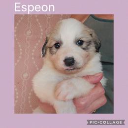 Espeon - White and badger female Great Pyrenees puppy in Mikado, Michigan from Brittain Family Farm