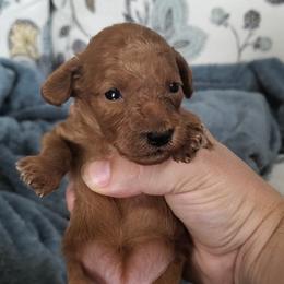 Persie Mini Poodle - Red  female Poodle puppy in Falcon, Missouri from Cedar House Heritage Poodles | AKC Toy & Miniature Poodle Puppies Raised in Home