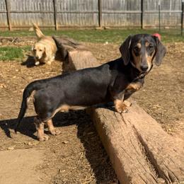 Izzy - Dachshund